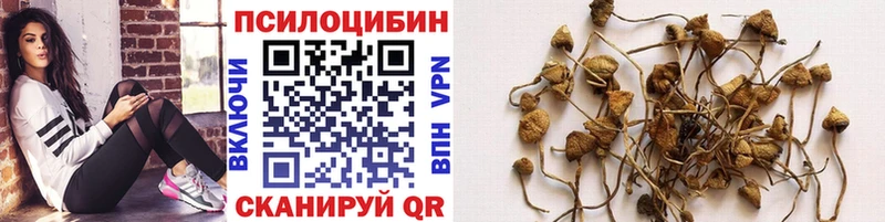 как найти закладки  Псков  kraken   Псилоцибиновые грибы Cubensis 